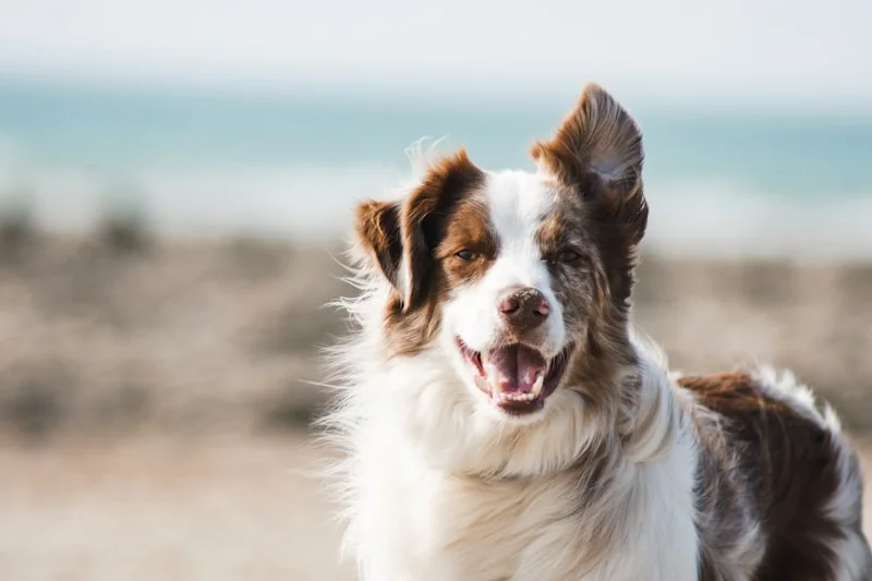 Windy City Paws & Claws Salon pet grooming