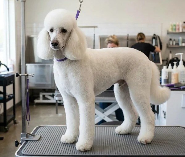 Poodle (Standard & Mini)